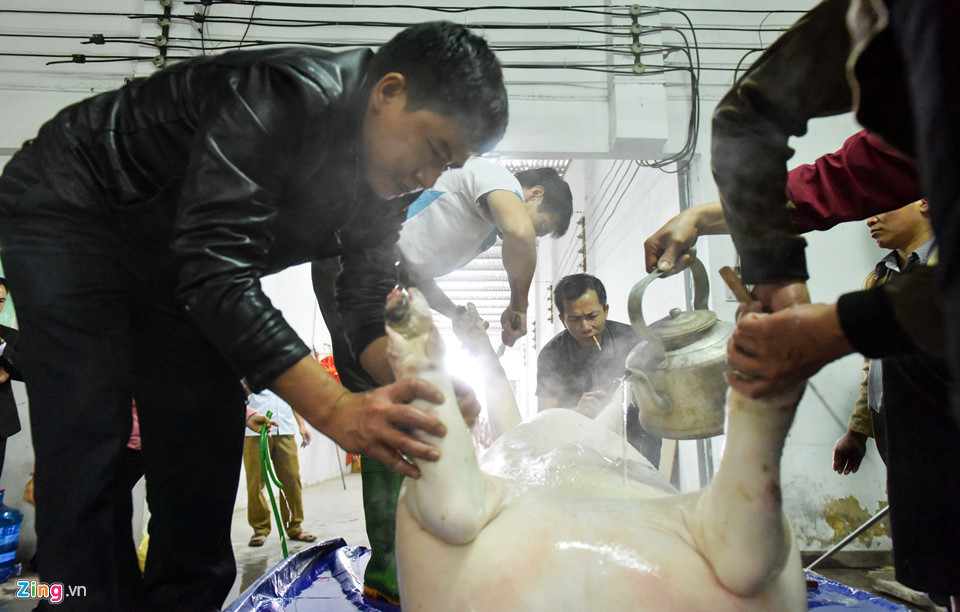 Ông lợn ngày ăn hoa quả, đêm ngủ mắc màn ở hội rước La Phù